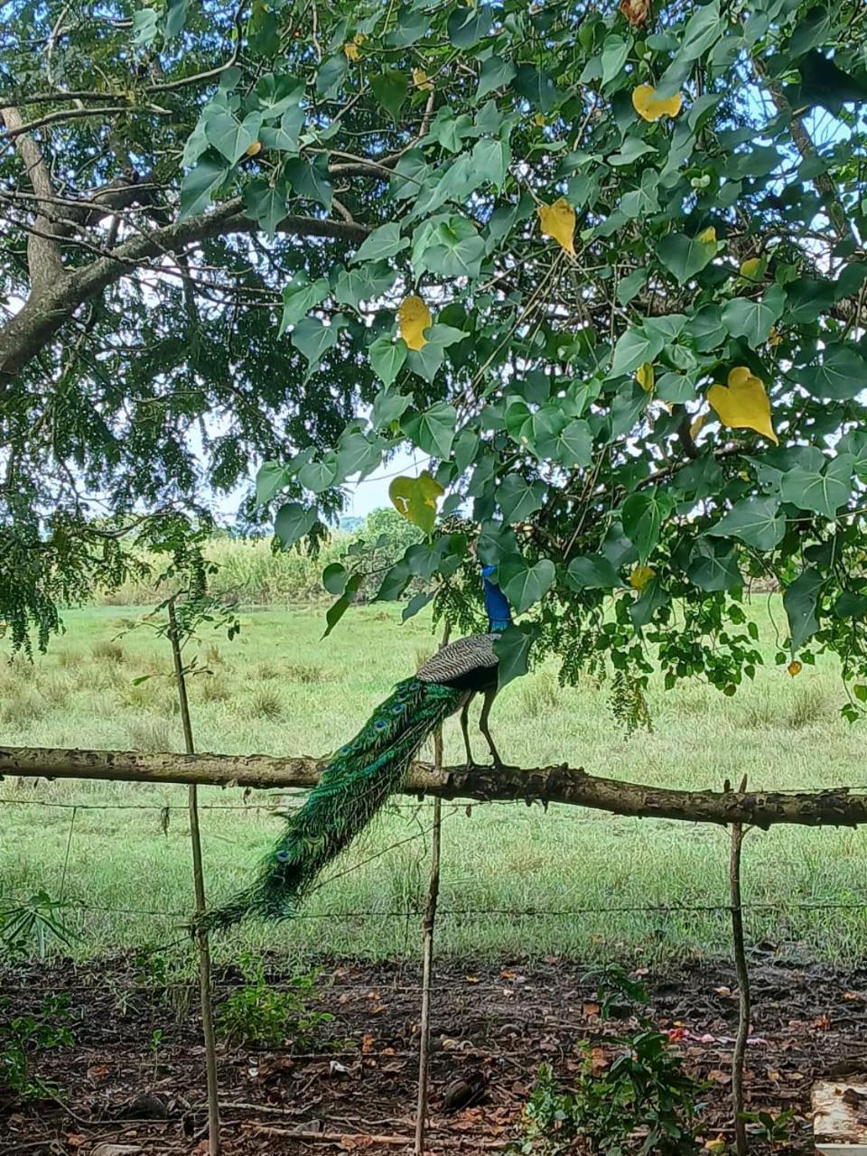 Hotel Lagoon Birds - Tangalle Extérieur photo